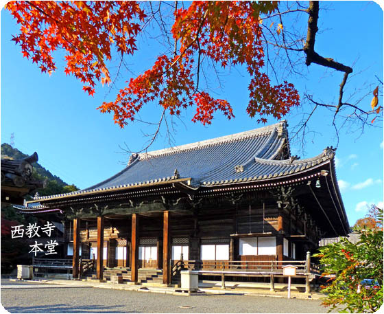 西教寺麒麟がくる2