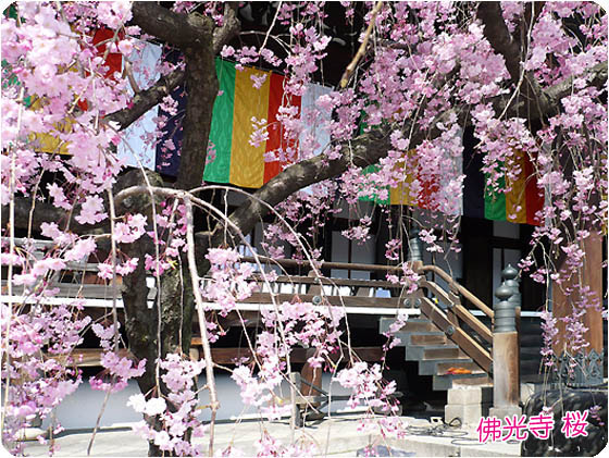 京都観光ガイド下佛光寺3