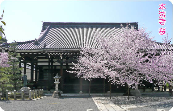 京都の観光ガイド下2桜本法寺
