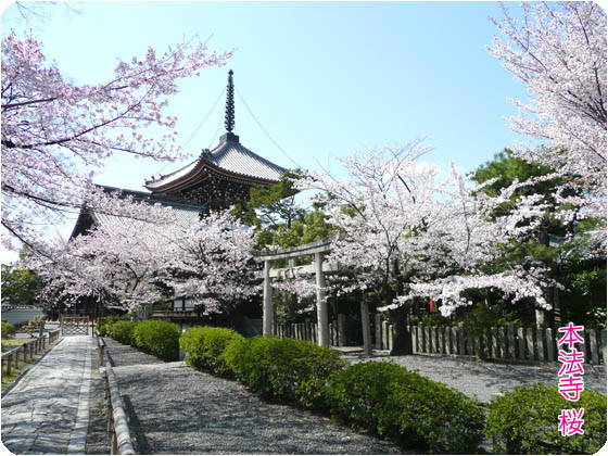 京都の観光ガイド上2桜本法寺