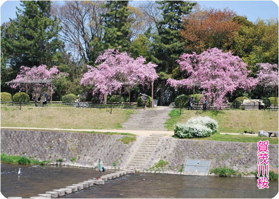 京都観光賀茂川3