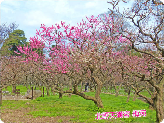 京都の観光ガイド下梅北野