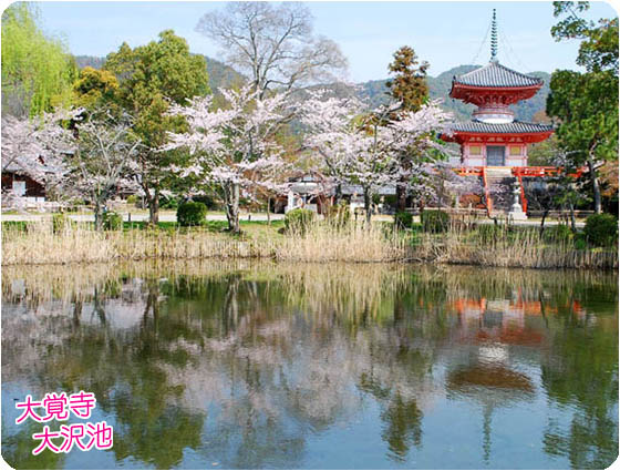 大沢池桜上