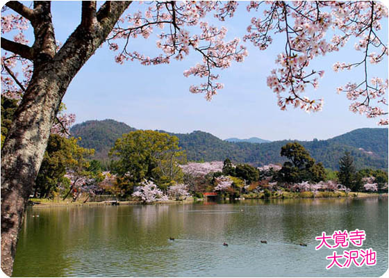 大沢池桜中