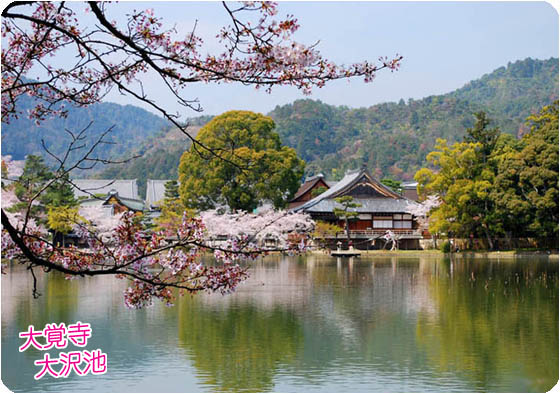 大沢池桜下
