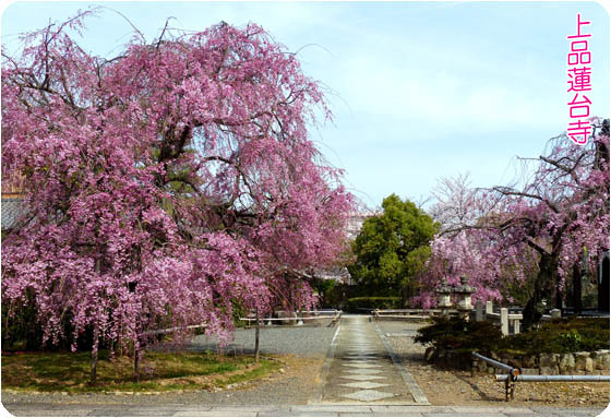 京都の寺院上品蓮台寺3