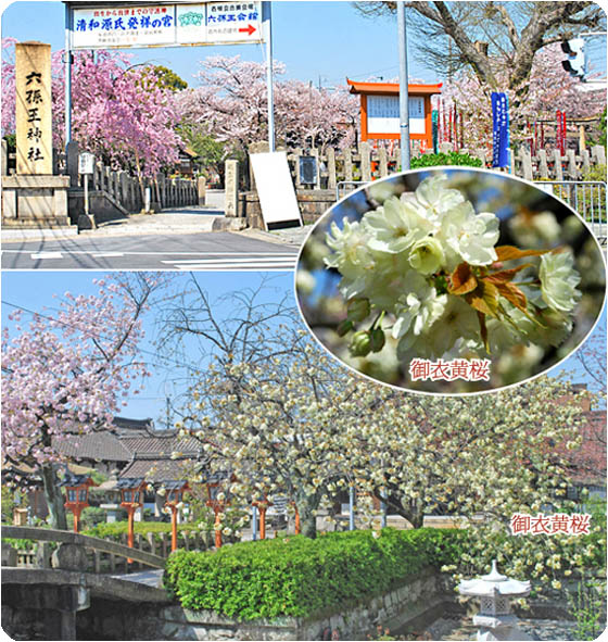 京都の観光3桜六孫王