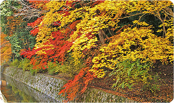 京都の観光哲学の道3
