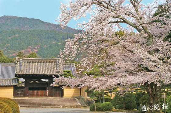 京都の観光梅随心院3