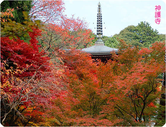 京都観光ガイド下神護寺