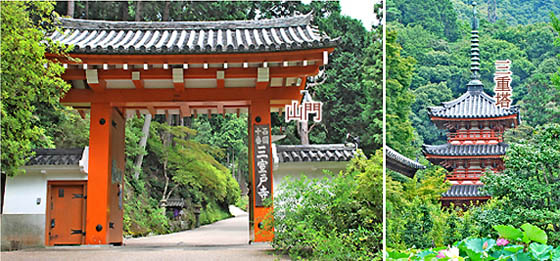 京都の寺院三室戸寺3
