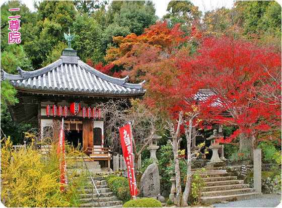 京都の寺院4二尊院