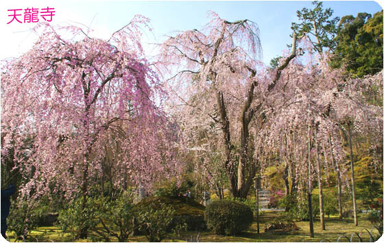 京都観光天龍寺3