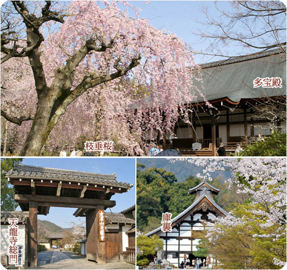 京都観光天龍寺4