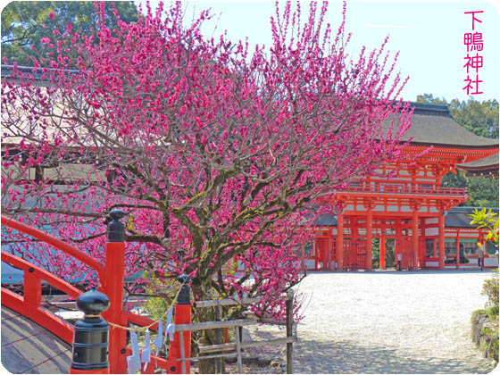 京都観光下鴨神社3