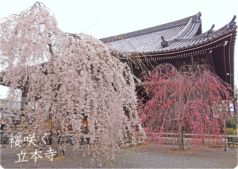 京都のお寺立本寺2